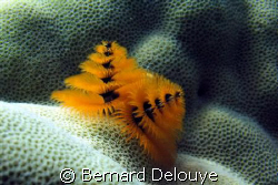 Panorama Reef South by Bernard Delouye 
